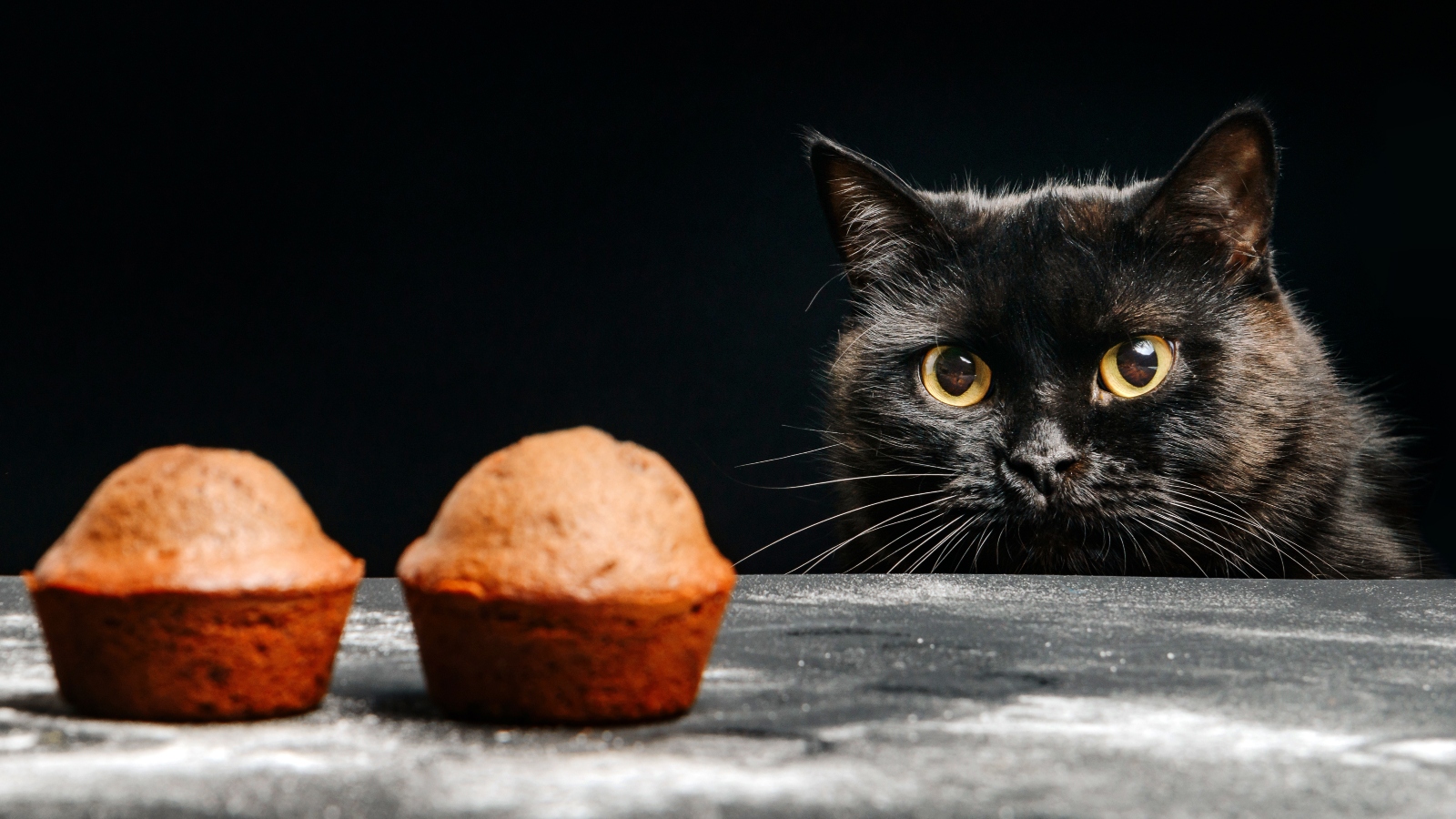 Udělejte kočičkám pěkné Velikonoce. Upečte jim koláč, ať nepřijdou zkrátka