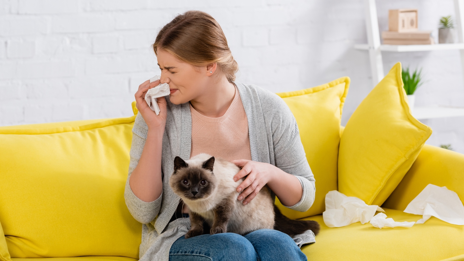 Konec kýchání a&nbsp;svědění očí. Podaří se vyšlechntit kočku pro&nbsp;alergiky?