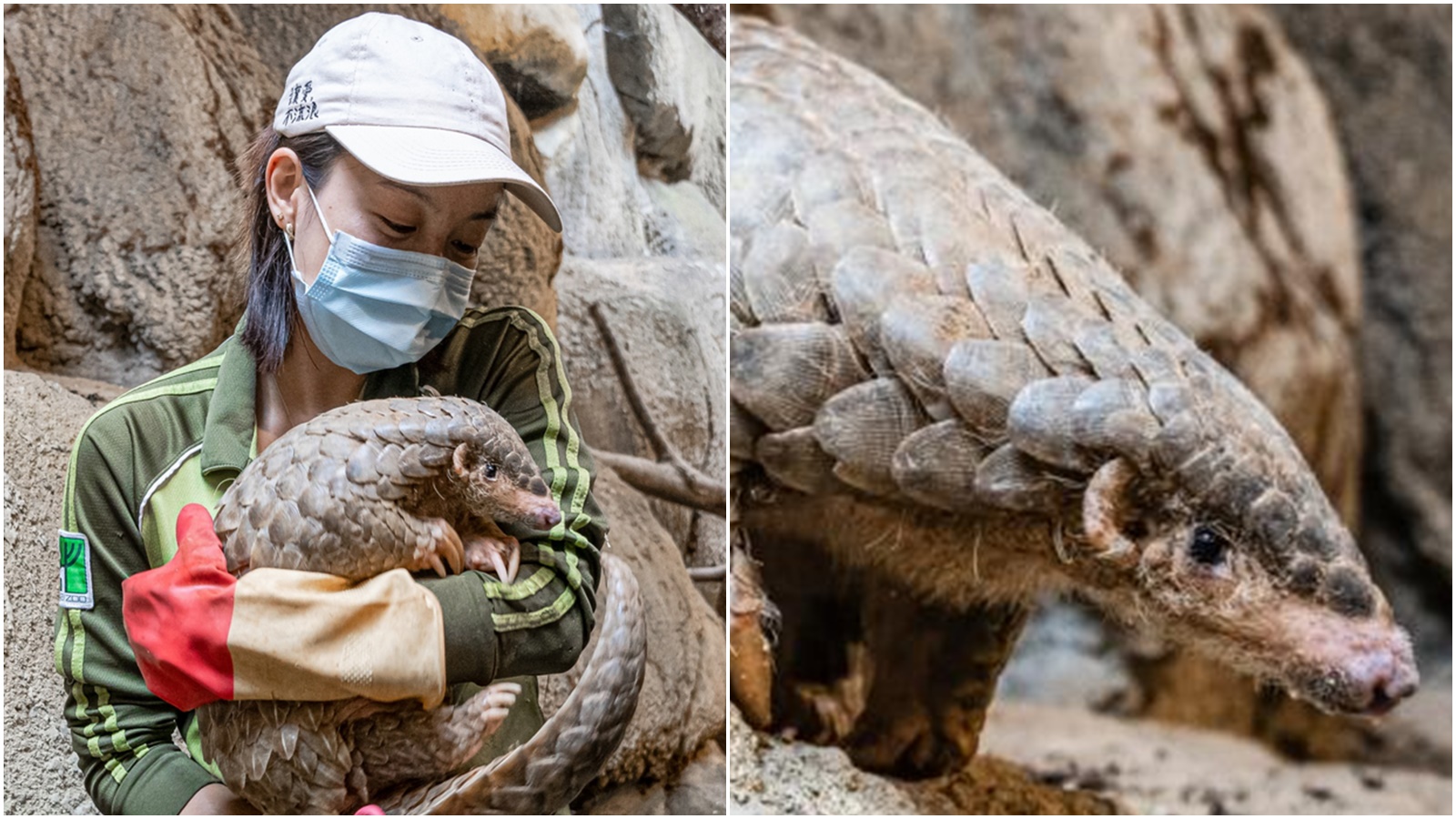 Zoo Praha získala pár vzácných luskounů