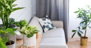 Toto jsou pokojové rostliny, které vám doma zaručeně budou dělat dlouho radost
