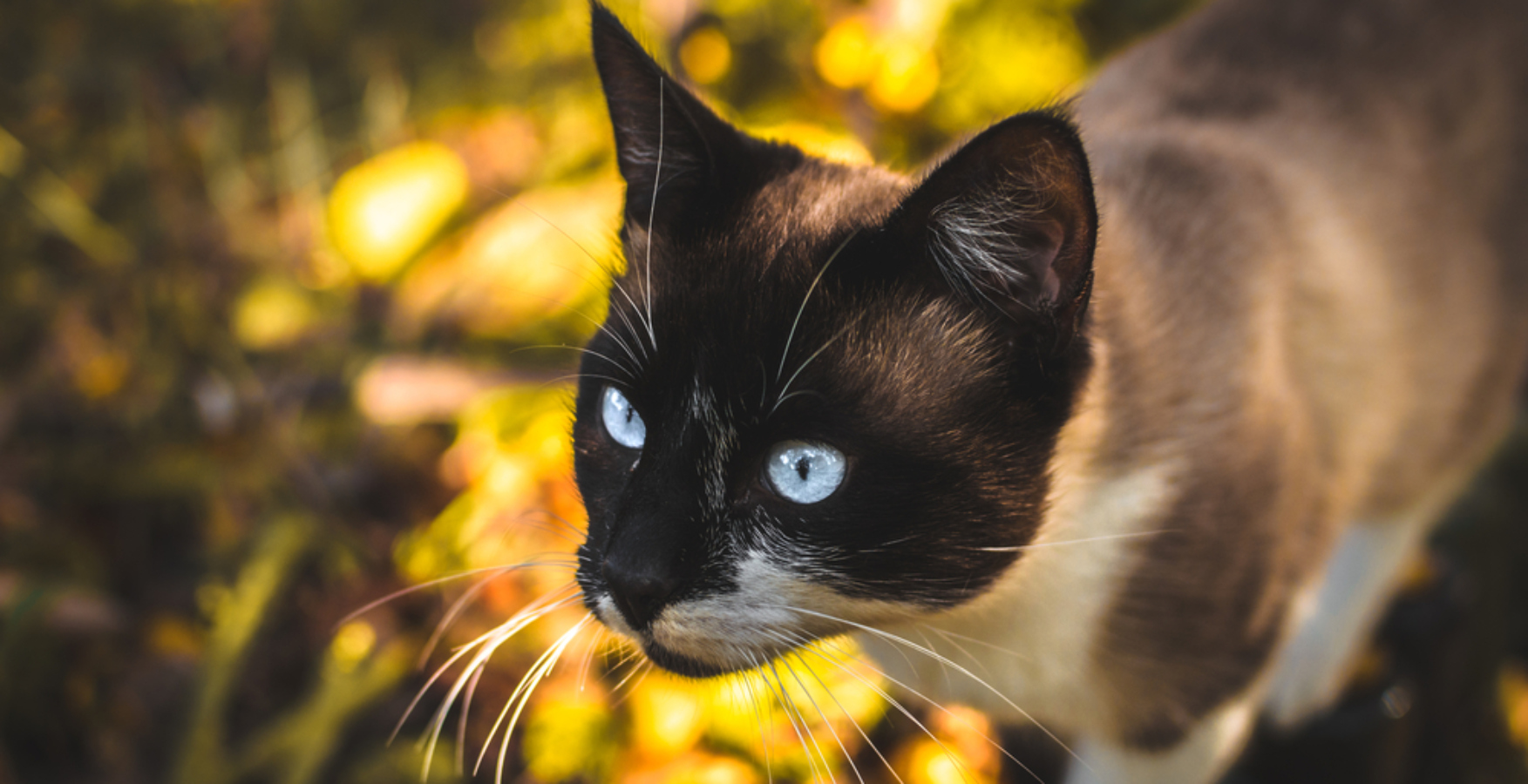 Tato plemena koček se řadí mezi nejchytřejší. Souhlasíte?
