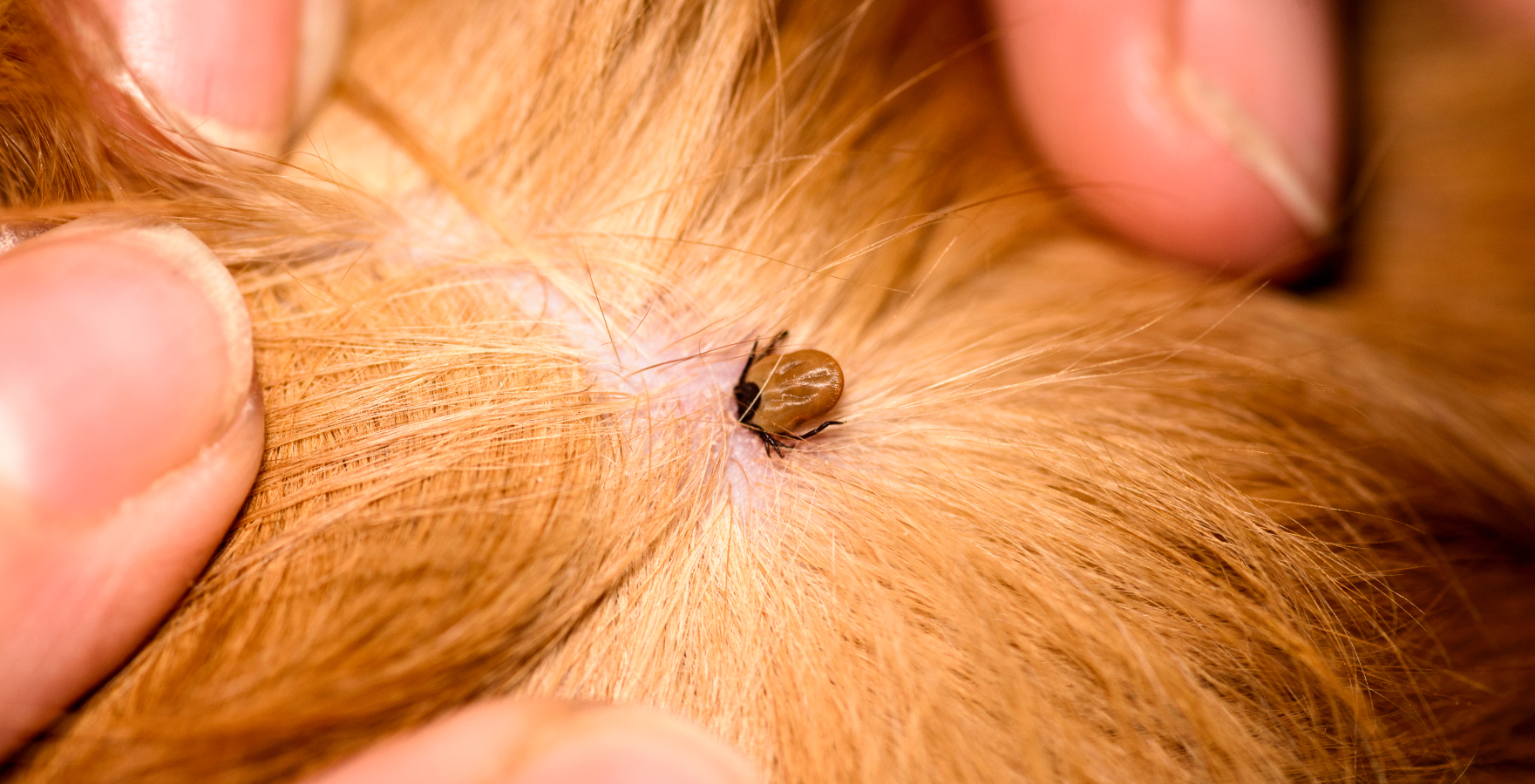 Klíšťata jsou zpět na&nbsp;scéně! Podívejte se, jak můžete před nimi vaše mazlíčky chránit