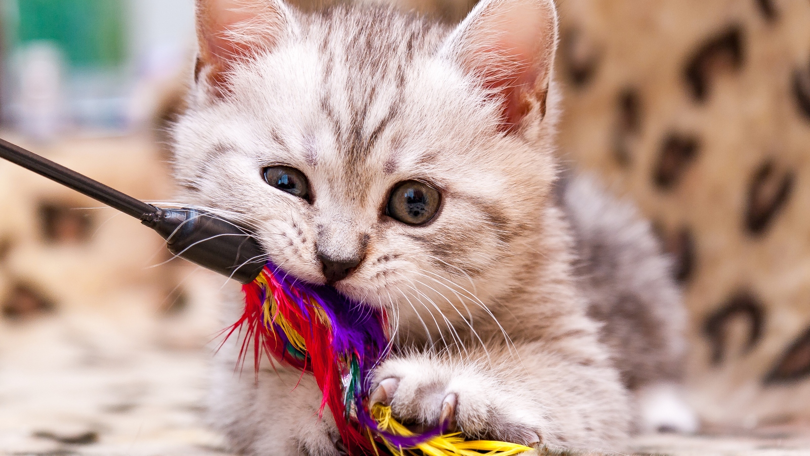 Jak zabavit kočičku? Zahrajte si na&nbsp;schovku nebo vsaďte na&nbsp;aplikace