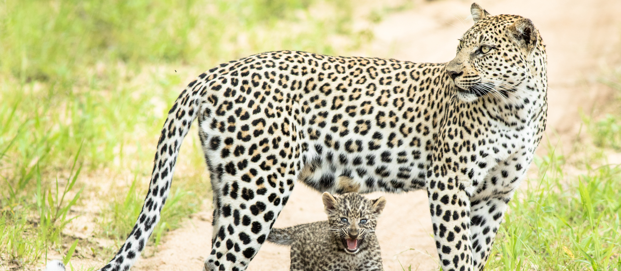 Šťastné shledání. Leopardí mláďata se opět setkala se svojí maminkou