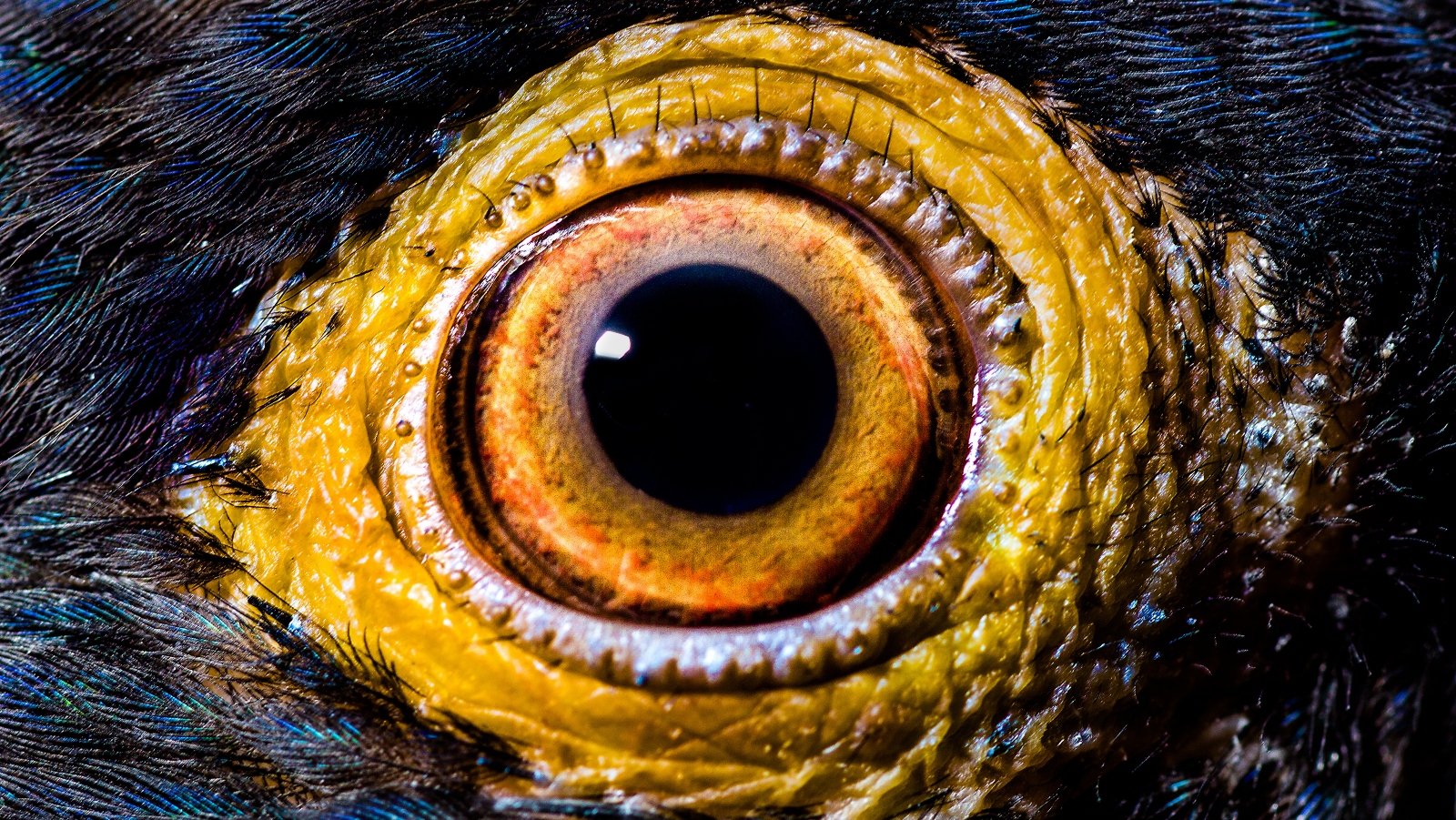 Očima zvířat: Jak vás vaši mazlíčci vidí? Hadi vidí červený flek, ptačí oko je lupa