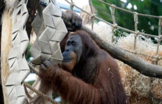 Svoboda! Orangutani z&nbsp;pražské ZOO se vydali na&nbsp;prohlídku, utekli z&nbsp;výběhu