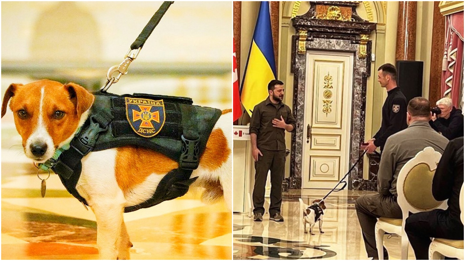 Ukrajinský pes Patron se dočkal obrovské pocty. Prezident Zelenskyj mu udělil vyznamenání