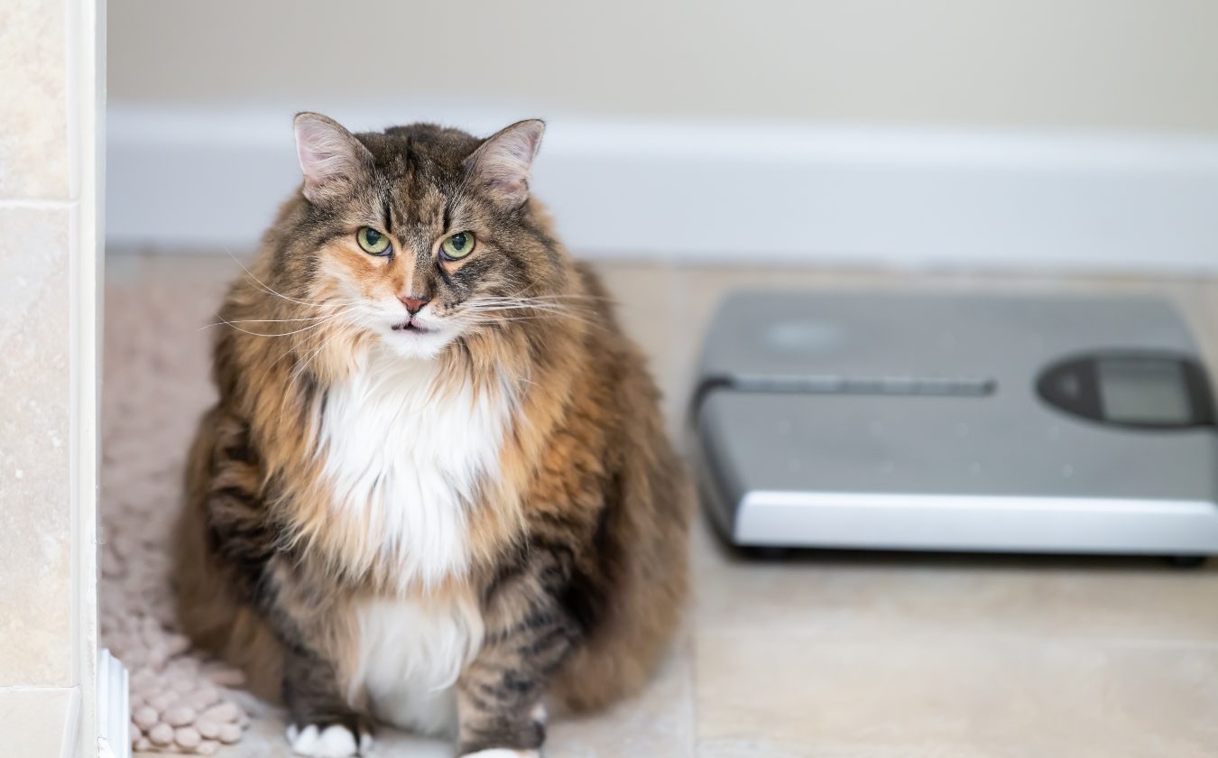 Má vaše kočka problémy s&nbsp;váhou? Základem je vyvážený a&nbsp;pestrý jídelníček