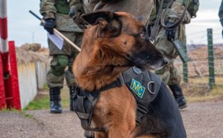 Rusové nechali svého vojenského psa napospas osudu. Teď pomáhá ukrajinské straně a&nbsp;hledá nevybuchlé miny
