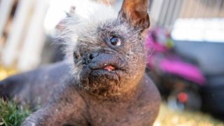 Nejošklivější pes na&nbsp;světě? Letošní ročník zvláštní soutěže zná svého vítěze