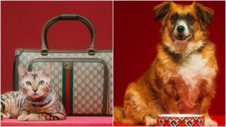Dopřejte svým mazlíčkům kousek ze světa luxusu. Gucci vydal novou kolekci pro&nbsp;vaše chlupaté miláčky