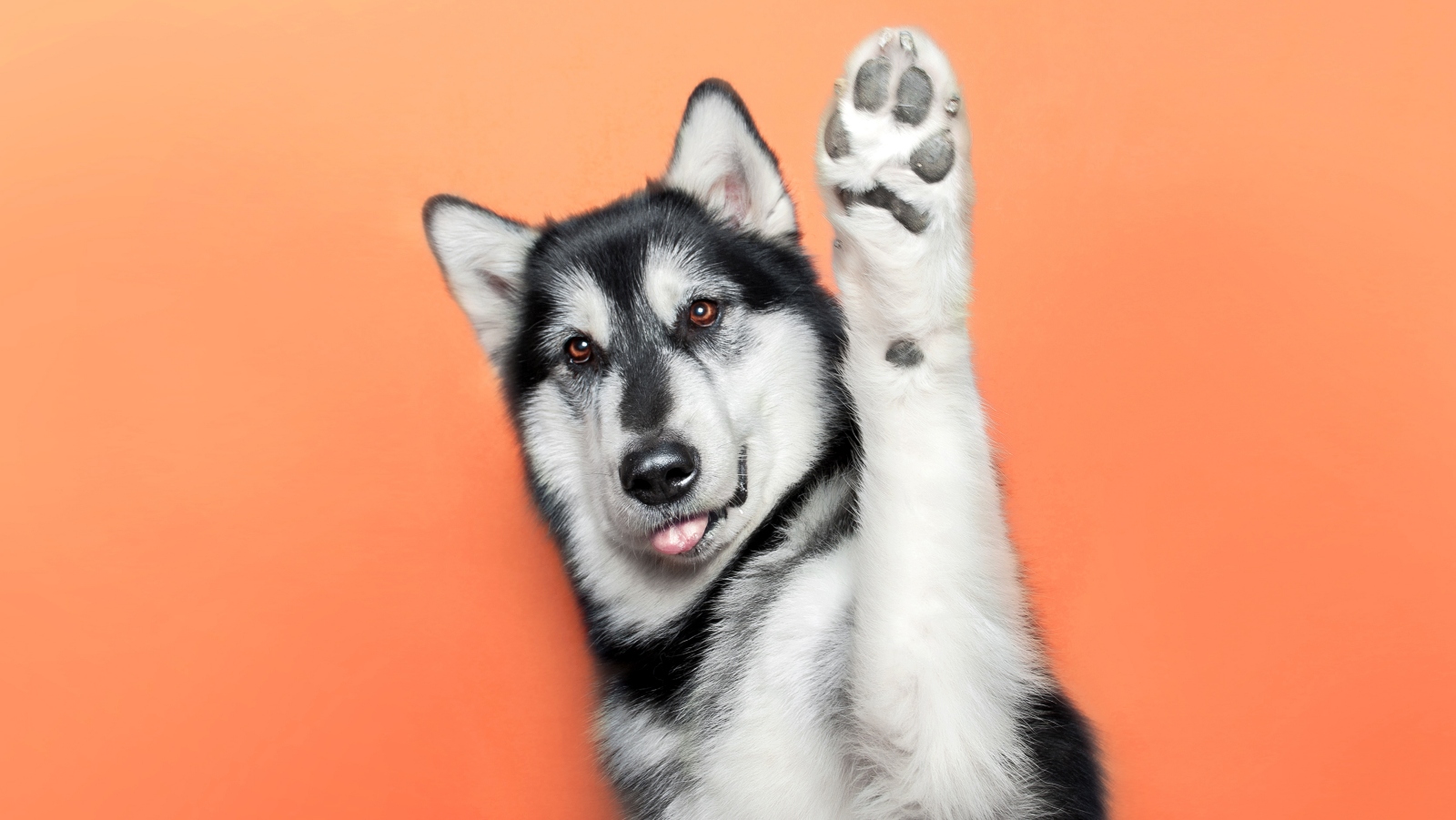 Psi s&nbsp;námi komunikují skrze packy. Naučte se jim rozumět