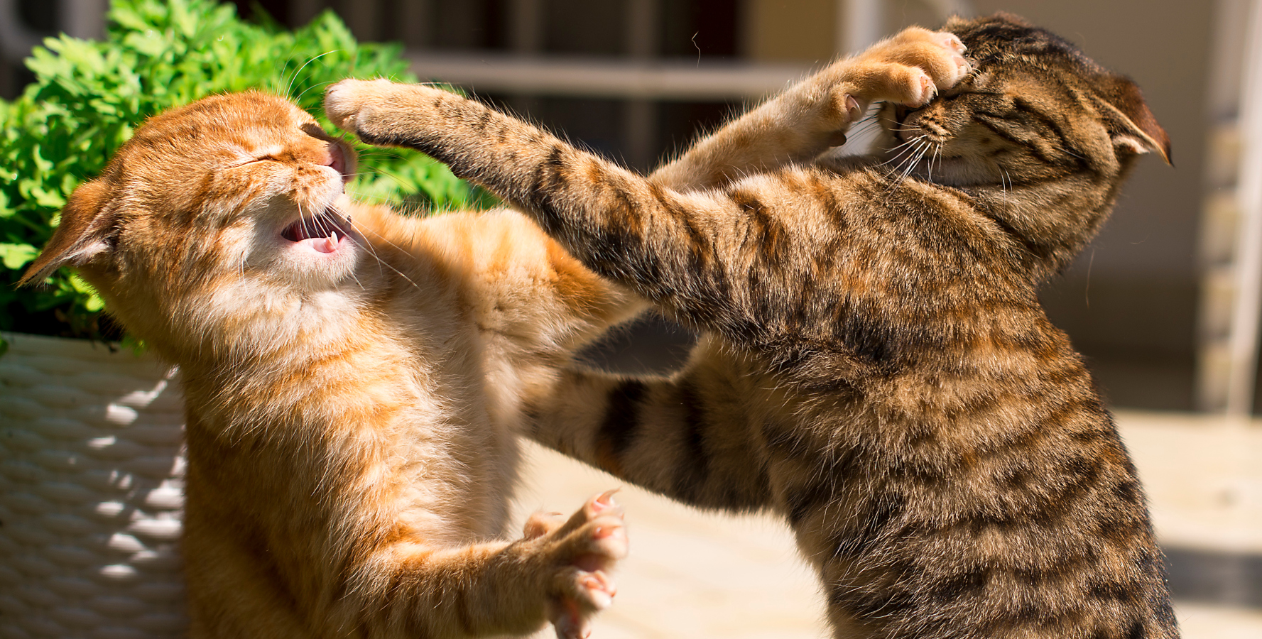 Jak se vypořádat s&nbsp;napětím mezi kočkami a&nbsp;předejít rvačkám?
