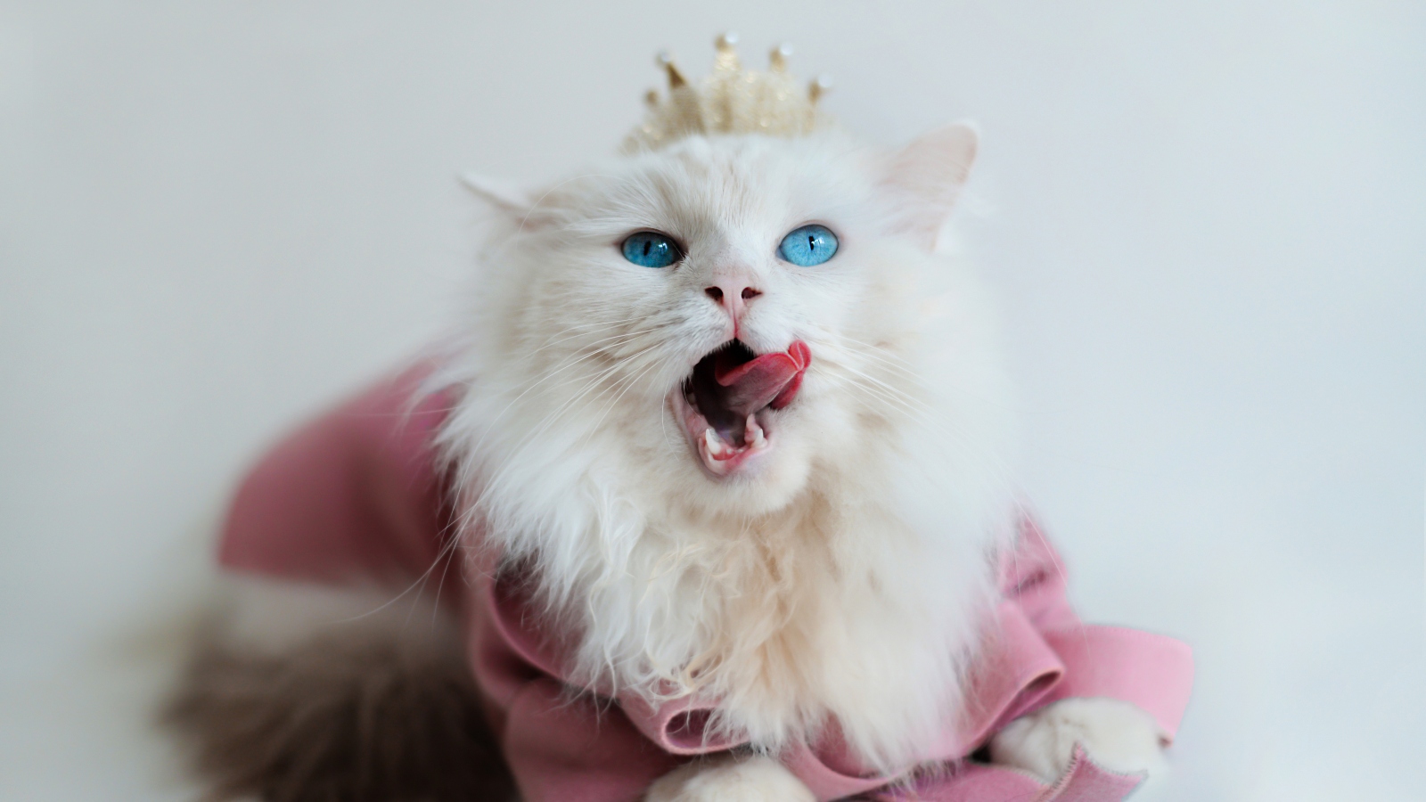 Láska, něha a&nbsp;pozornost. Jak zajistit, aby vaše micinka byla spokojená a&nbsp;šťastná?