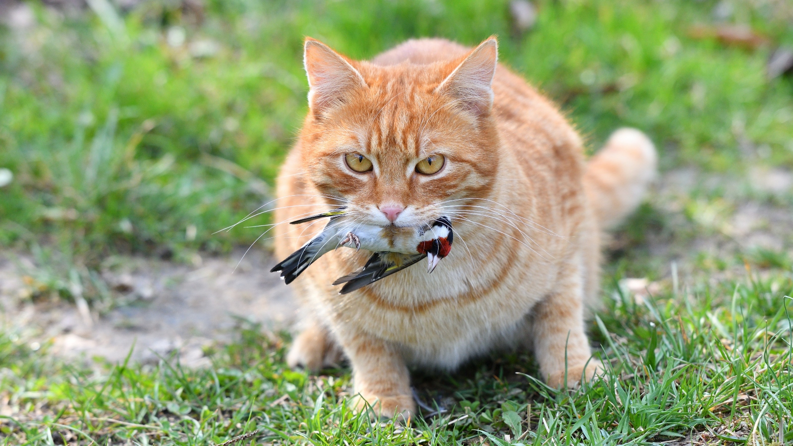 Neberte kočce ptáče z&nbsp;tlamy. Narušujete tím přirozený koloběh života