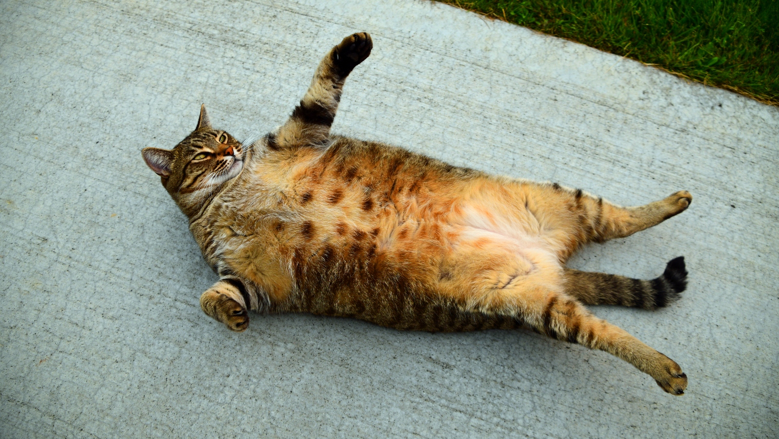 Garfieldovi to prošlo, ale kočky nemají být tlusté. Co s&nbsp;tím?