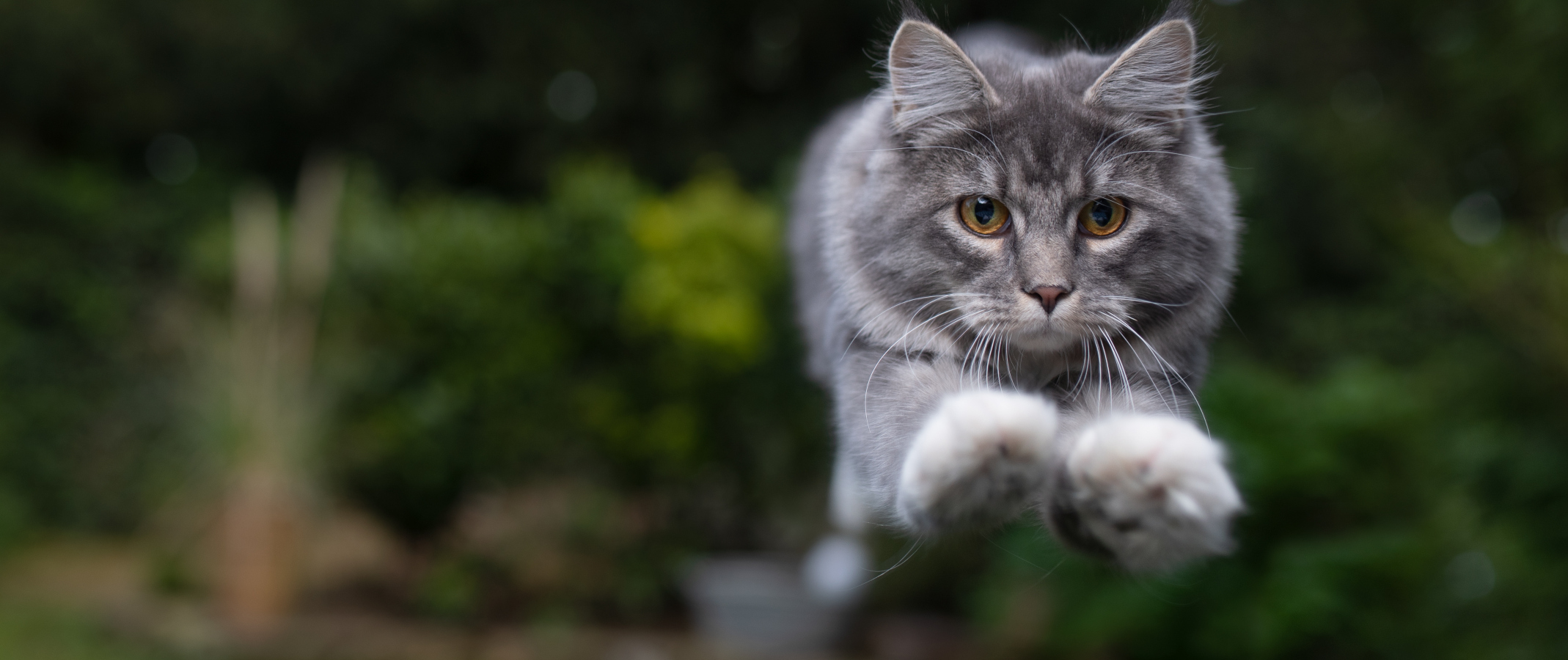 Kocourek únavou zřejmě netrpí, neustále přeskakuje přes náhodné předměty