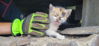Hasiči zachránili život malému koťátku, které uvízlo v&nbsp;rouře