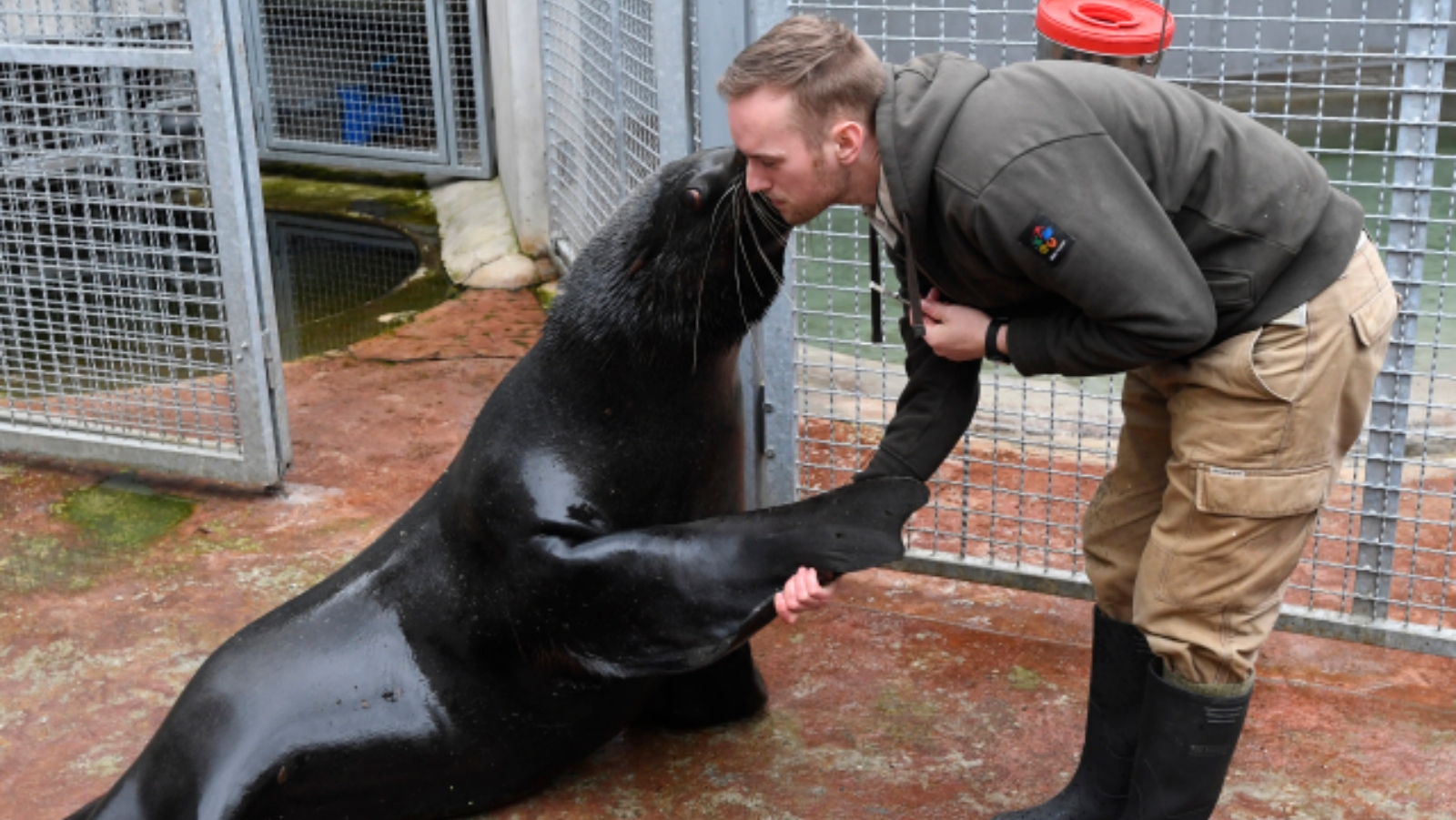 Zoo Praha truchlí. Uhynula lachtaní hvězda Meloun. Už je se svým tátou Gastonem