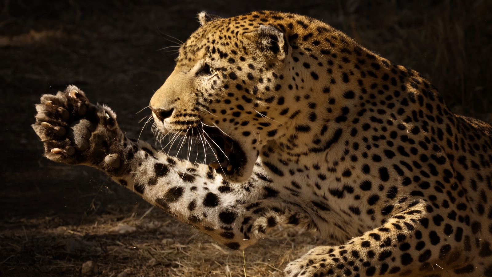V Česku vám může vběhnout do silnice jelen. V&nbsp;Indii na&nbsp;cyklisty skáče levhart