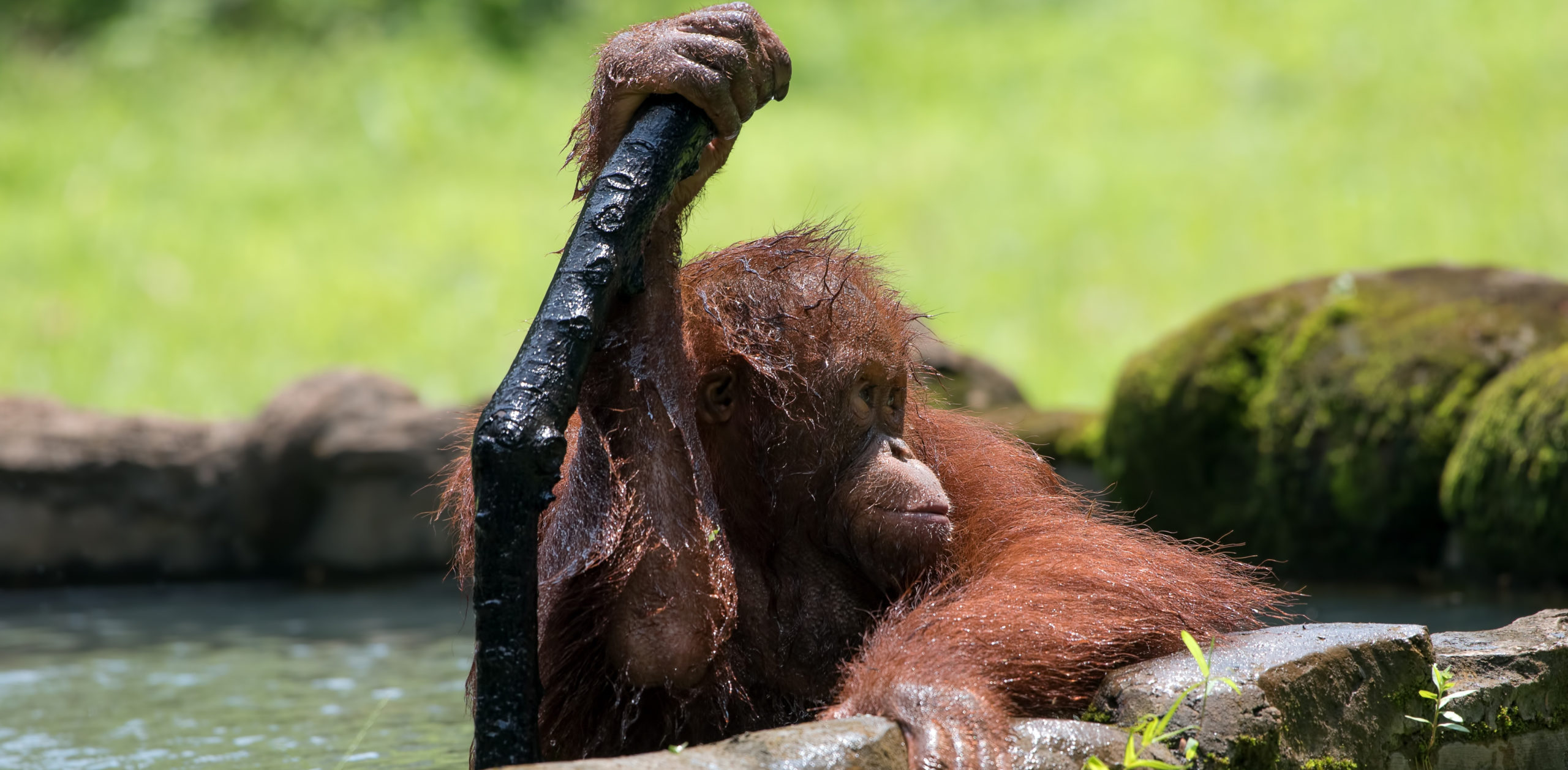 Orangutan spadl do vody a&nbsp;topil se. Život mu zachránil ošetřovatel