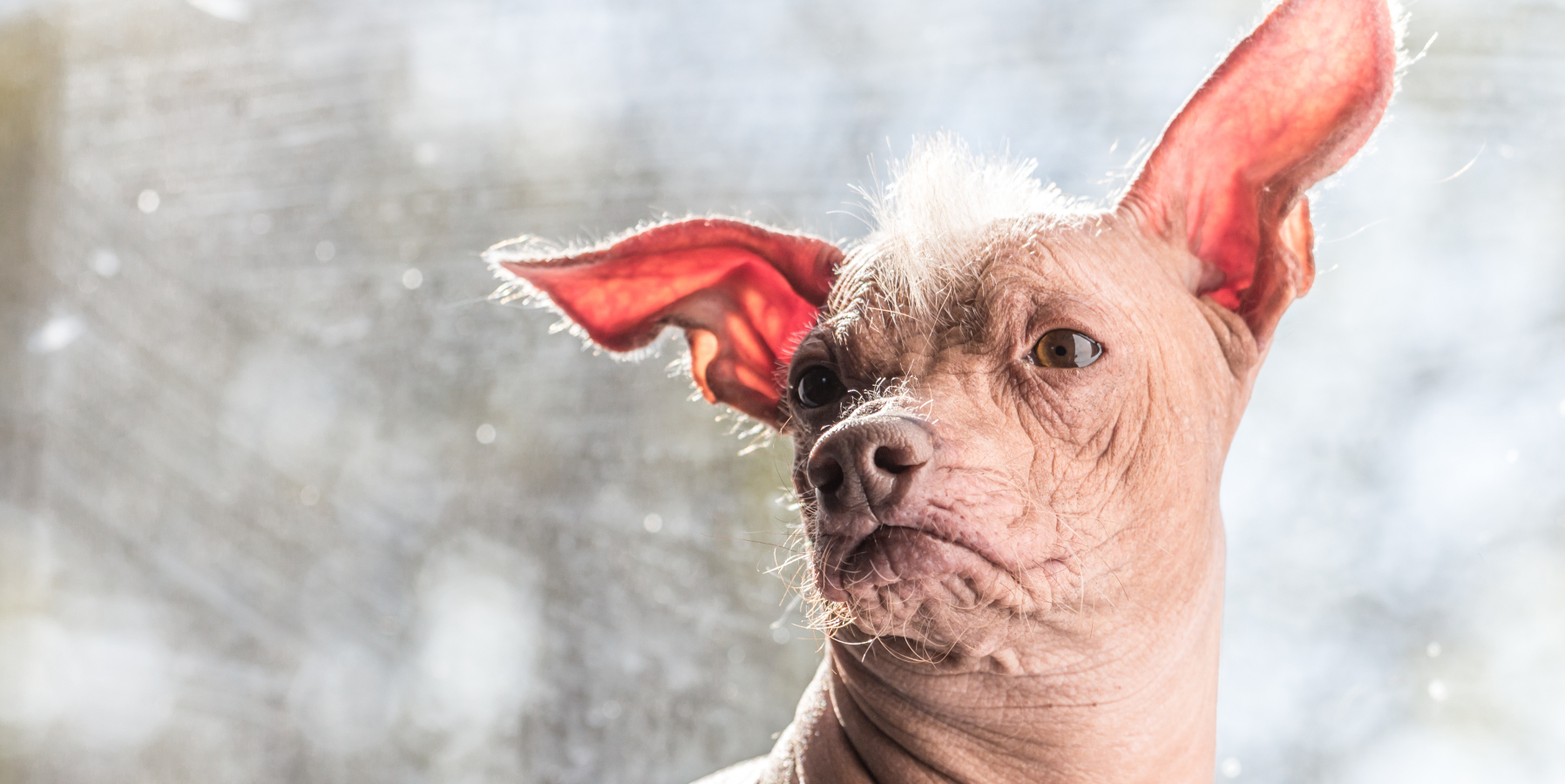 Soutěž o&nbsp;nejošklivějšího psa zná svého vítěze. Je jím kříženec Mr. Happy Face