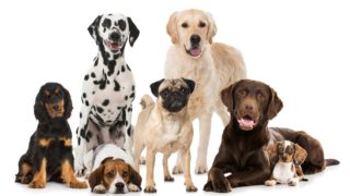 Max, Alík nebo Roxy? Která psí jména jsou ta nejoblíbenější?