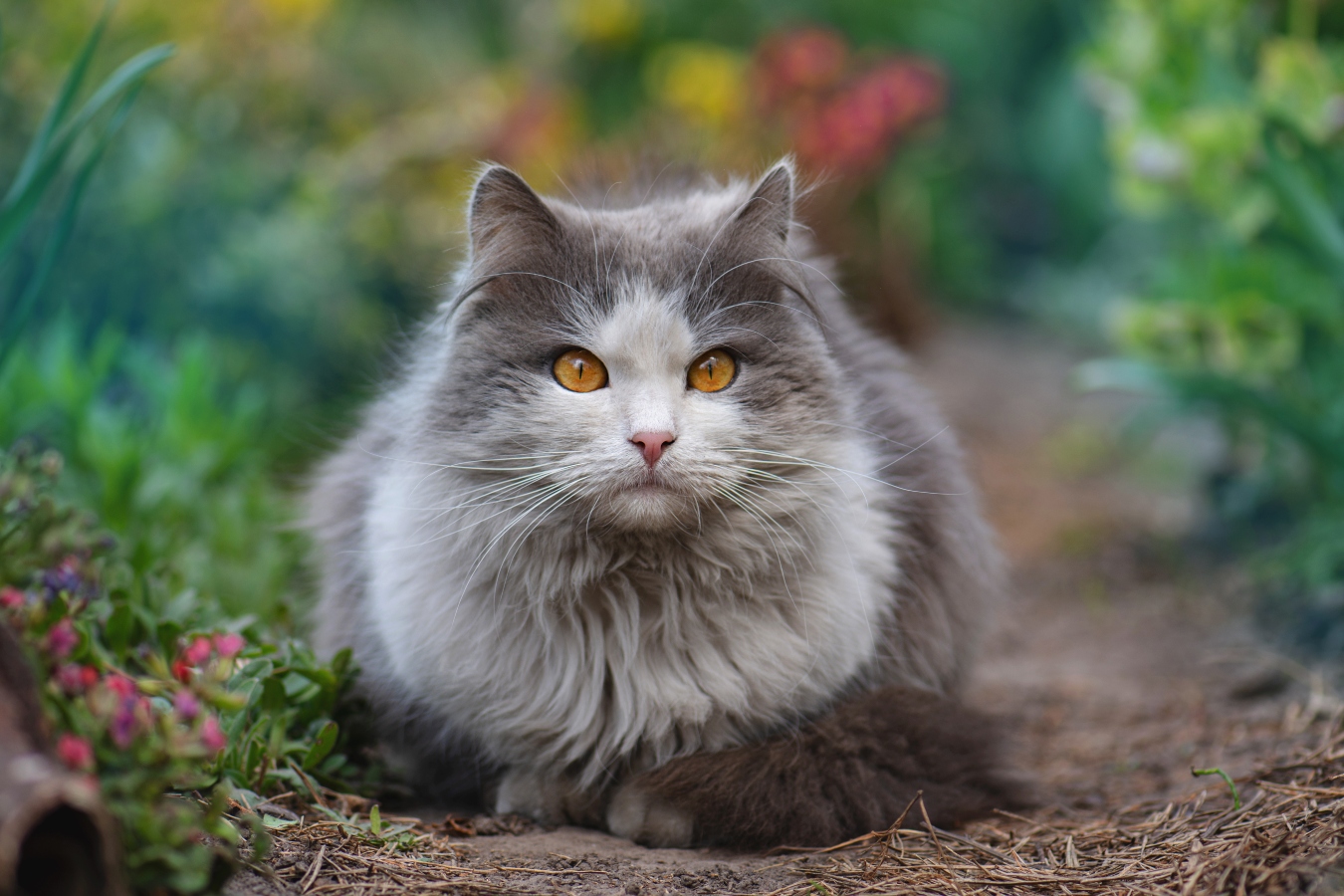 Vzteklina nebo toxoplasmóza. Volně pobíhající kočky mohou šířit vážné nemoci, varují vědci