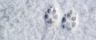 Kdy si člověk ochočil psa? Vědcům k&nbsp;objasnění přispívají objevy pravěkých ostatků