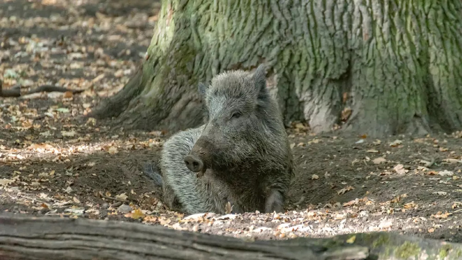 Krušné chvilky: Dva belgičtí turisté strávili noc na&nbsp;stromě, aby unikli divočákovi