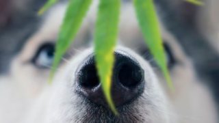 Revoluce v&nbsp;léčbě zvířat? Marihuana v&nbsp;Kolumbii zachraňuje domácí mazlíčky před eutanázií