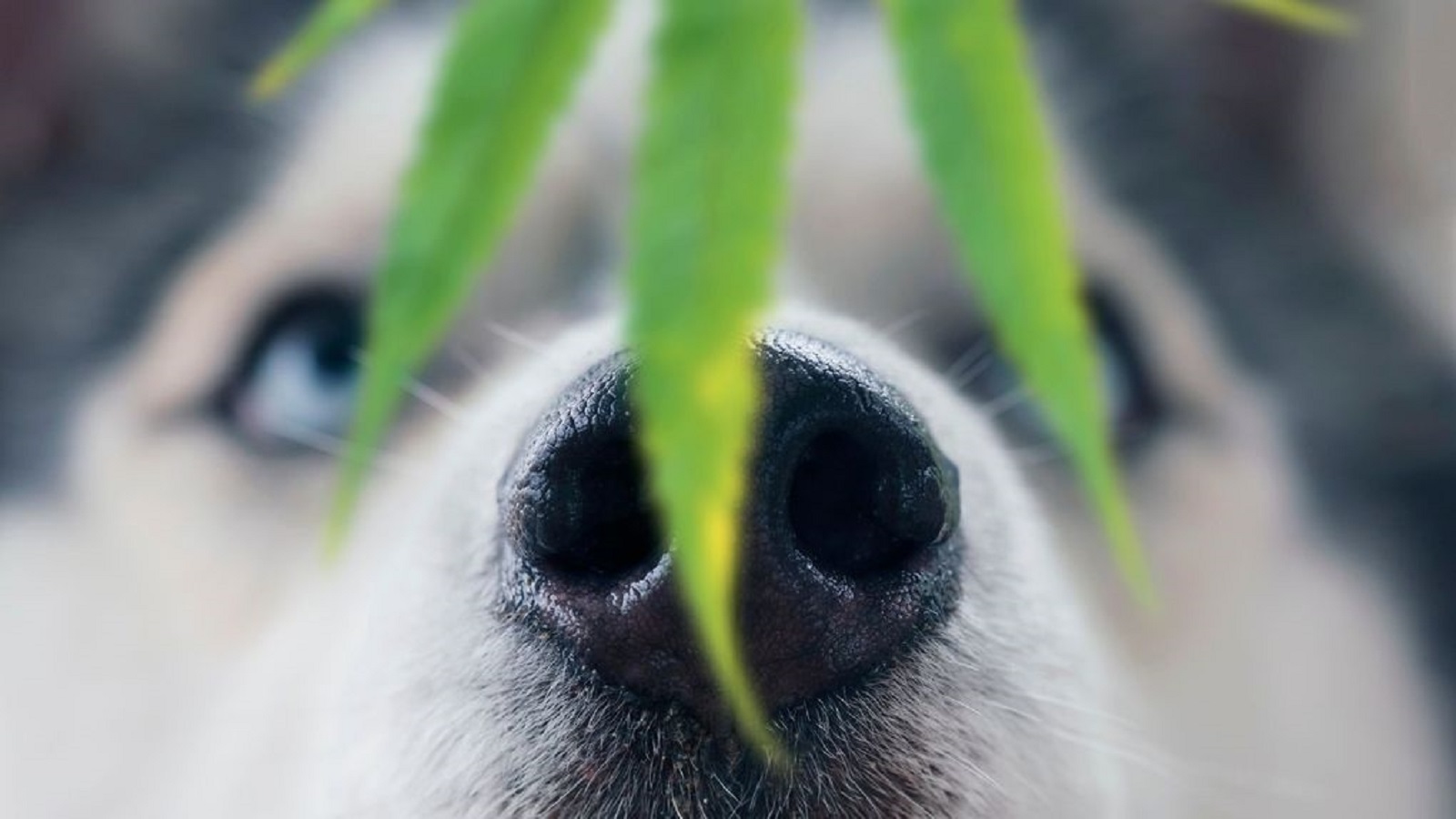 Revoluce v léčbě zvířat? Marihuana v Kolumbii zachraňuje domácí mazlíčky před eutanázií