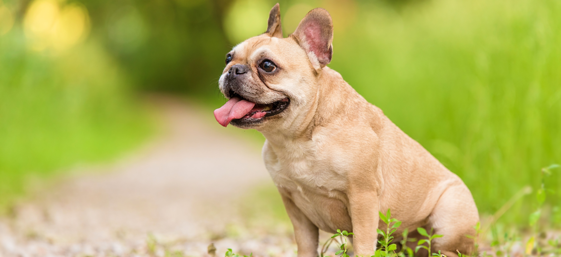 Tato psí plemena jsou tichá a&nbsp;patří mezi nejklidnější