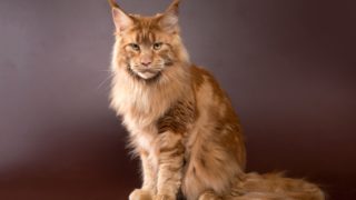 Dost děsivé! Ruska se snaží vyšlechtit kočku s&nbsp;lidskou tváří