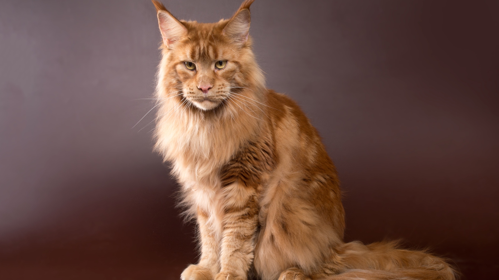 Dost děsivé! Ruska se snaží vyšlechtit kočku s&nbsp;lidskou tváří