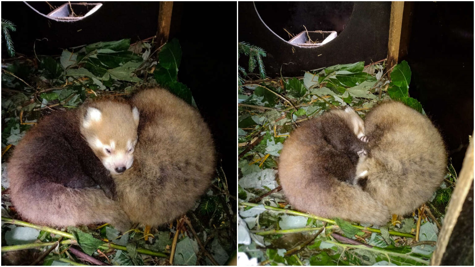Liberecká zoo se raduje z nového přírůstku. Narodila se tam dvojčata ohrožené pandy červené