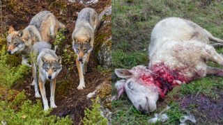 Vlčí masakr v&nbsp;Beskydech je již neúnosný. Smečka se ničeho nebojí, lidé mají strach