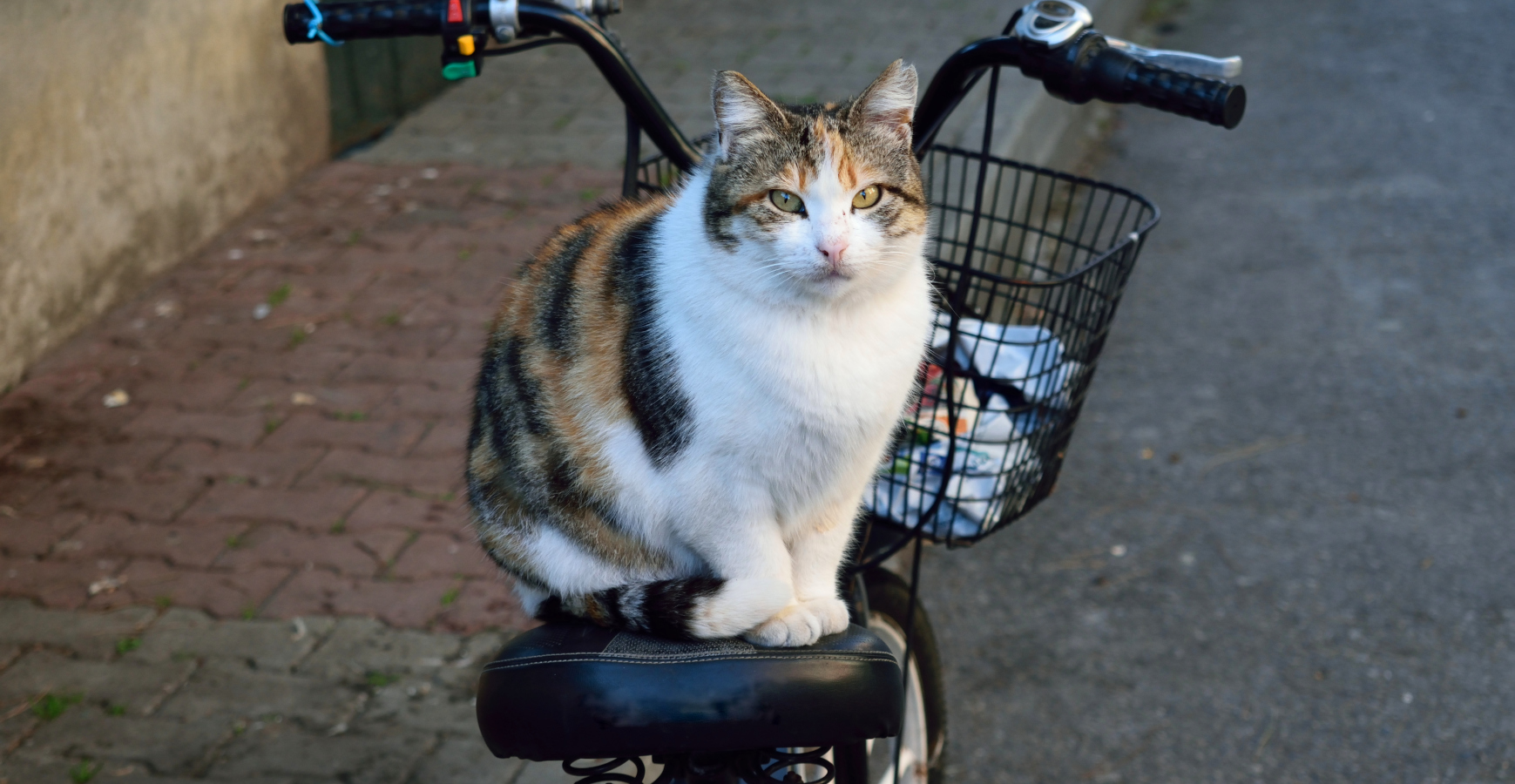Kocour Bob se stal hvězdou internetu. Je z něj kočičí cyklista