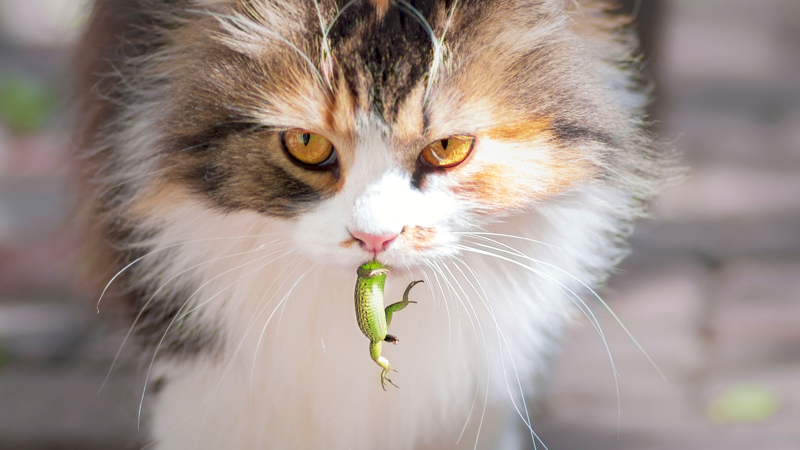 Poláci rozhodli, že kočka patří k&nbsp;invazivním druhům. Lidé jsou rozčíleni