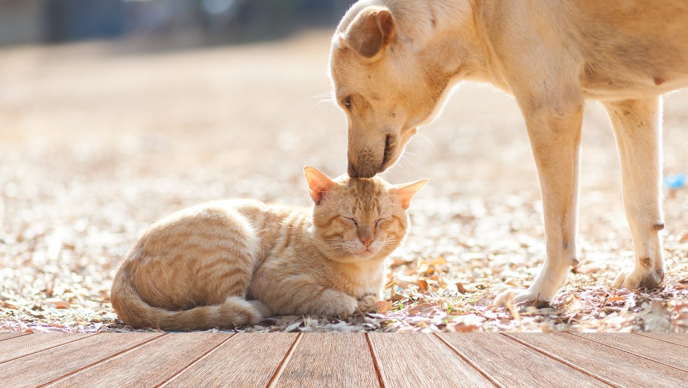 Trpí vaši domácí mazlíčkové v&nbsp;šílených vedrech? Firma v&nbsp;Japonsku vymyslela revoluční obleček
