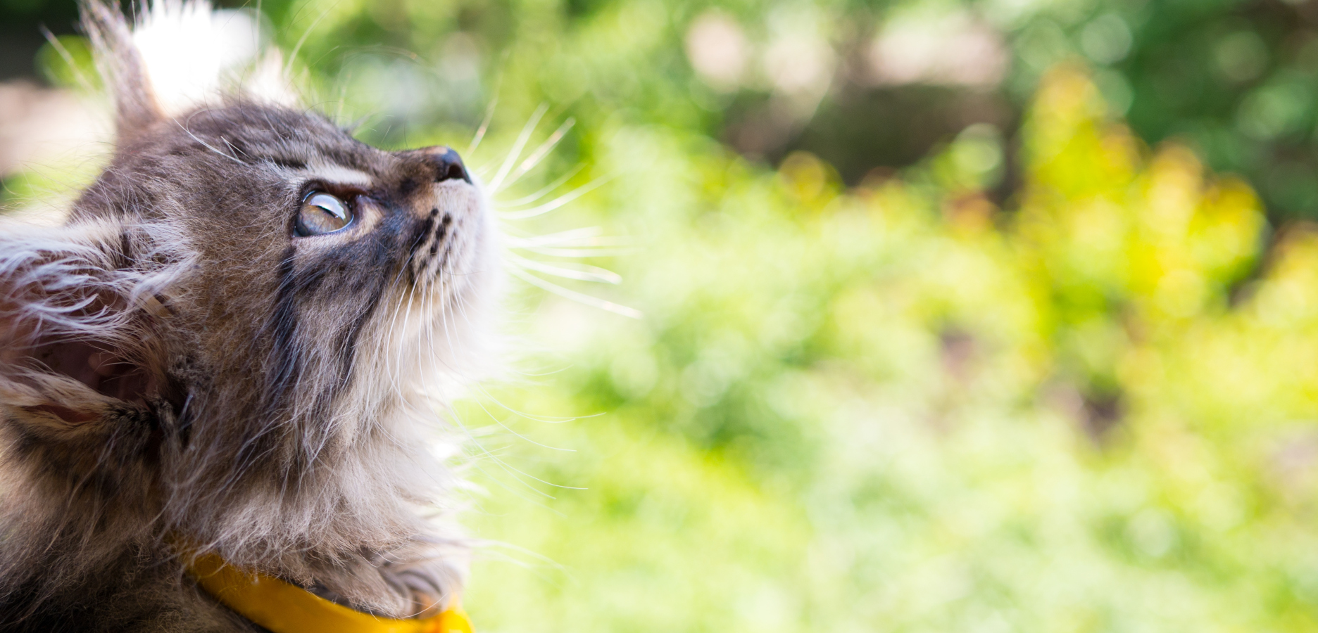 Tenhle kocour si zaslouží medaili. Zachránil dům i&nbsp;majitele před zloději