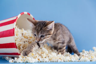 Reakce kočky, která viděla poprvé popcorn, vás chytne za srdce