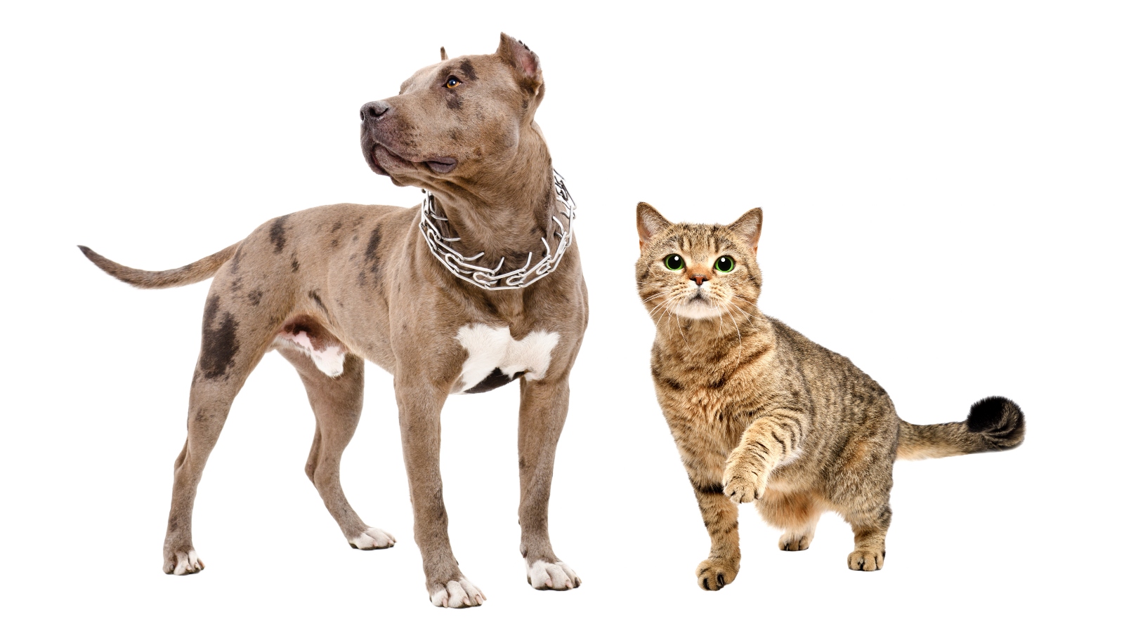 Kočka si o&nbsp;sobě myslí, že je pitbull. Fotky baví celý internet