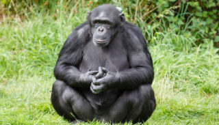 Šimpanz utekl ze zoo. Plán mu překazil déšť, a&nbsp;tak se musel vrátil pro&nbsp;mikinu