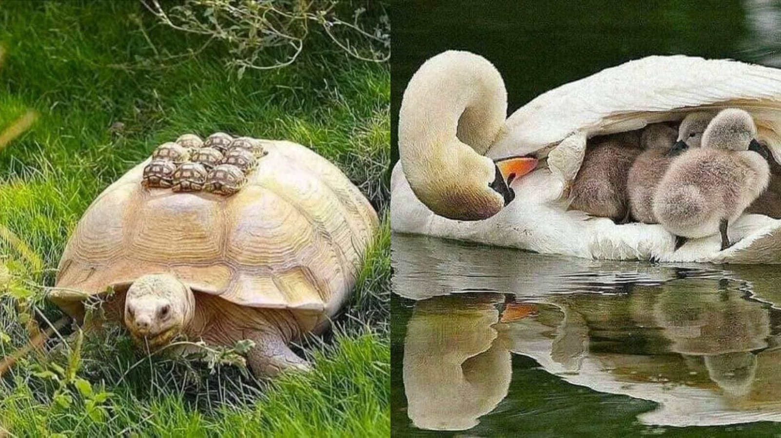 Zlepšete si den a&nbsp;prohlédněte si ty nejrozkošnější fotografie zvířecích maminek a&nbsp;jejich mláďat