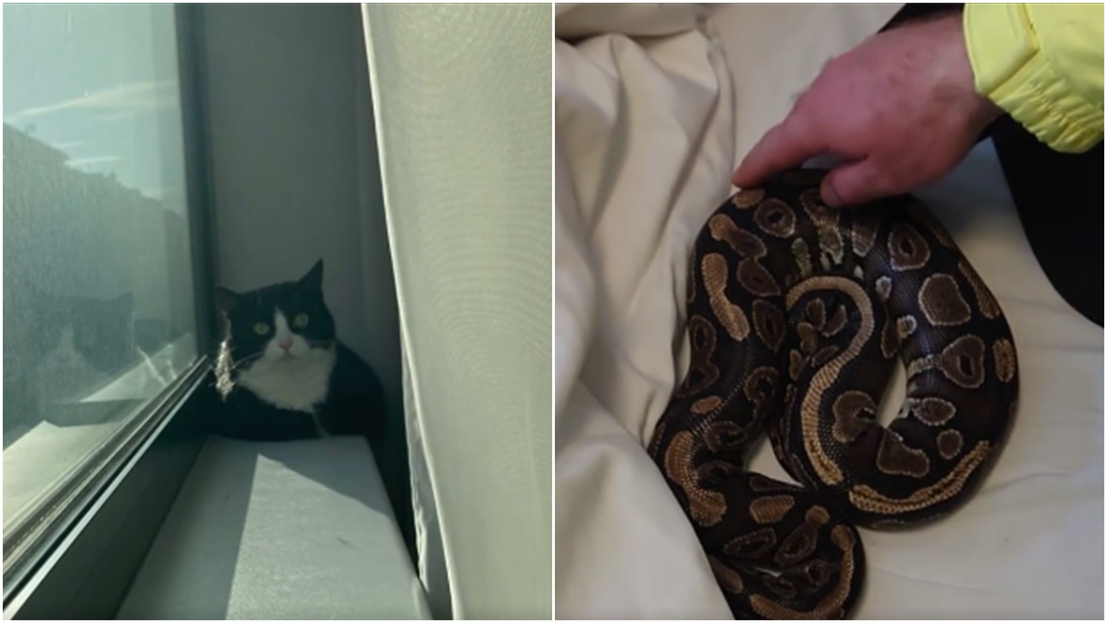 Překvapení pro&nbsp;pokojskou. Chtěla uklidit hotelový pokoj, v&nbsp;posteli našla hady a&nbsp;na&nbsp;okně kočku