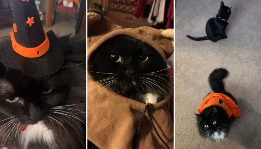 Kočka Sally se stala vítězkou halloweenské ankety. Zvíře má hned tři kostýmy