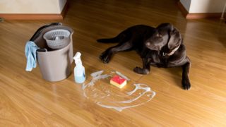 Máte doma zvířátko? Na&nbsp;tyhle úklidové katastrofy se připravte