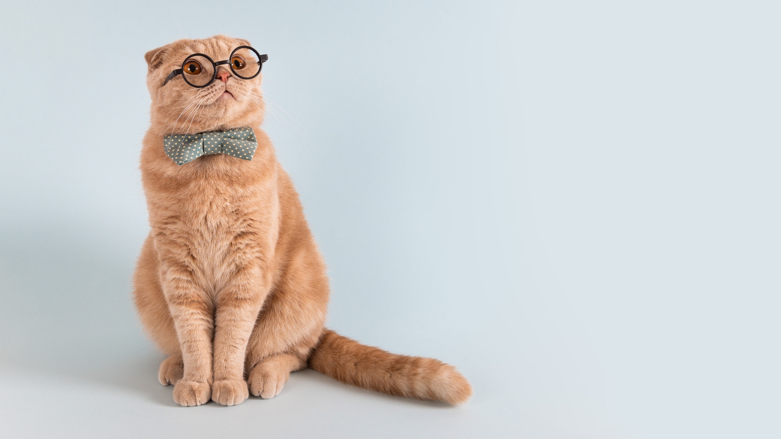 Chcete se pobavit? Stačí vám k&nbsp;tomu kočka a&nbsp;pár papírků