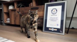 Rekordmanka! Nejstarší kočce na&nbsp;světě je 26 let